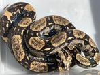 1.0 boa constrictor longicauda meltzer lijn cb 2021, Slang, 3 tot 6 jaar