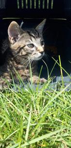 Lief cyperse kitten, Dieren en Toebehoren, Katten en Kittens | Overige Katten, Kater, Kortharig, 0 tot 2 jaar