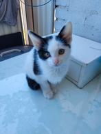 2 kittens, Dieren en Toebehoren, Katten en Kittens | Overige Katten, Meerdere dieren, Kortharig, 0 tot 2 jaar