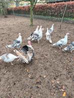Kalkoenen, Dieren en Toebehoren, Meerdere dieren, Kalkoen