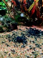 High Grade Blue Dream Garnalen 🔥SALE🔥🦐💙, Dieren en Toebehoren, Vissen | Aquariumvissen, Kreeft, Krab of Garnaal