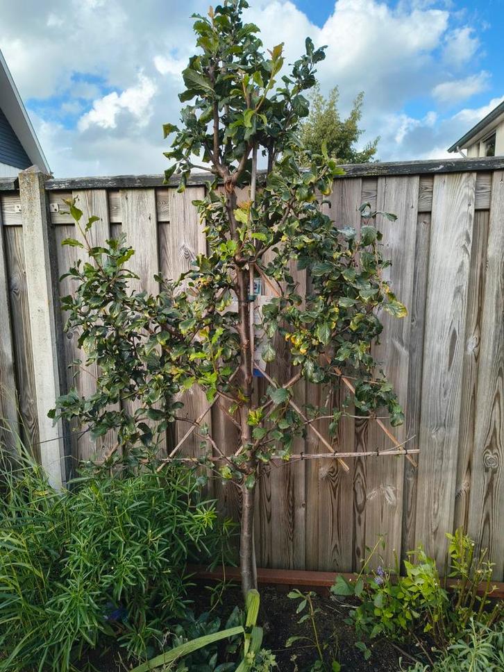 Pruimenboom / kersenboom, Tuin en Terras, Planten | Bomen, 100 tot 250 cm, Ophalen