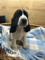 Engelse Cocker Spaniël – reutje, Dieren en Toebehoren, Honden | Retrievers, Spaniëls en Waterhonden, België, Fokker | Hobbymatig
