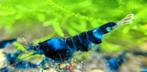 Blue dragon blood high grade, Kreeft, Krab of Garnaal