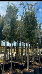 Quercus ilex (Steeneik) hoogstam 🌳, Ophalen, Bloeit niet, Halfschaduw, Overige soorten