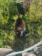 Quessant rammetjes, Dieren en Toebehoren, Schapen, Geiten en Varkens, Mannelijk, Schaap