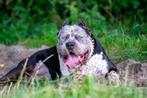 American Bully XL - Dekreu Black ticked tri color, Reu, 1 tot 2 jaar, CDV (hondenziekte), Eén hond