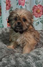 Shih Tzu, Dieren en Toebehoren, Honden | Chihuahua's en Gezelschapshonden, CDV (hondenziekte), 8 tot 15 weken, Meerdere, Nederland