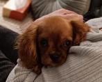 Cavalier King Charles Spaniel pup (kleur Ruby), Dieren en Toebehoren, Honden | Retrievers, Spaniëls en Waterhonden, CDV (hondenziekte)