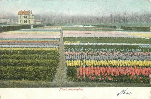 (701-368-035) Hiacinthenvelden, Verzamelen, Ansichtkaarten | Nederland, Verzenden