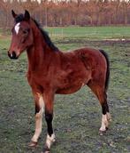 Te koop wegens aanfok merrie veulen., Dieren en Toebehoren, Merrie, Met stamboom, Niet van toepassing, 0 tot 2 jaar