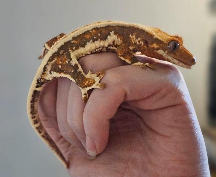 Crested gecko- wimpergekko- Correlophus
ciliatus