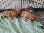 4 mooie jack russel pups te koop!!!! 3x vrouw 1x man, Dieren en Toebehoren, Honden | Jack Russells en Terriërs, Rabiës (hondsdolheid)