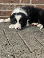 Border collie x Australian sheperd pups, CDV (hondenziekte), 8 tot 15 weken, Collie, Meerdere