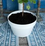 Elho Loft Urban Lage bloembak 35 cm - 3 stuks, Kunststof, Gebruikt, Minder dan 30 cm, Minder dan 60 cm