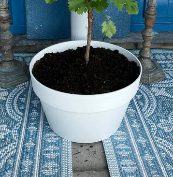 Elho Loft Urban Lage bloembak 35 cm - 3 stuks beschikbaar voor biedingen