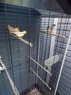Te koop kanaries, Dieren en Toebehoren, Vogels | Kanaries, Meerdere dieren, Kleurkanarie