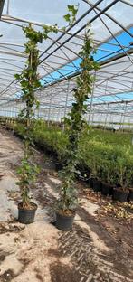 Hedera hibernica groenblijvende klimop haagplanten, Ophalen of Verzenden, Overige soorten, 100 tot 250 cm