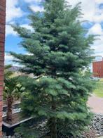 Abies concolor COLORADO ZILVERSPAR, Ophalen, Volle zon, Overige soorten, 250 tot 400 cm