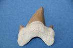 Haaientand Otodus obliquus, Verzamelen, Ophalen of Verzenden, Fossiel