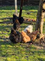 Zijdehoen hanen (gratis), Dieren en Toebehoren, Pluimvee, Mannelijk, Kip