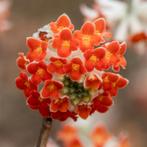 Edgeworthia red dragon, Ophalen, Overige soorten