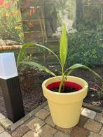Palm Washing robusta, Tuin en Terras, Ophalen of Verzenden, Bloeit niet, Overige soorten, Volle zon