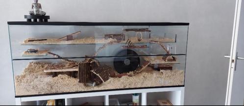 Ruime Terrarium voor knaagdieren te koop, Dieren en Toebehoren, Knaagdieren en Konijnen | Hokken en Kooien, Gebruikt, Kooi, Minder dan 60 cm