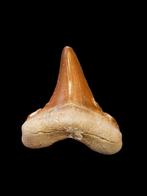 7) Fossielen haaientand Otodus sokolovi 5,3 cm., Ophalen of Verzenden, Fossiel