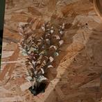 Aquarium kunstplant, Ophalen of Verzenden, Plant(en), Steen of Hout