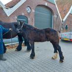 Zwart trekpaard grote maat hengstveulen, Dieren en Toebehoren, Paarden, Minder dan 160 cm, Niet van toepassing, 0 tot 2 jaar, Hengst