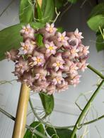 Hoya anda met peduncle, Huis en Inrichting, Ophalen of Verzenden, Overige soorten, Halfschaduw, Minder dan 100 cm