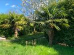 2 prachtige palmbomen, Tuin en Terras, Planten | Bomen, Zomer, Volle zon, 250 tot 400 cm, Ophalen