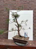 Pre Bonsai Yamadori Grove Den Pinus Sylvestris #10, Tuin en Terras, Planten | Bomen, Minder dan 100 cm, Overige soorten, Ophalen