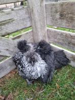 Mooie kuikentjes, Dieren en Toebehoren, Pluimvee, Geslacht onbekend, Kip
