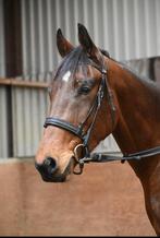 Getalenteerde jonge ruin, Dieren en Toebehoren, Paarden, Gechipt, Ruin, 3 tot 6 jaar, Recreatiepaard