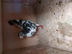 Te koop mooie kleurpostduif jonge doffer zonder bewijs, Dieren en Toebehoren, Mannelijk, Tropenvogel