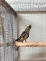 strogele rossela, Mannelijk, Parkiet