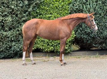 ‼️Knappe 10 jarige allround merrie‼️  v. Wilfred (Guidam) beschikbaar voor biedingen
