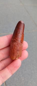 Spinosaurus tand uit Marokko dinosaurus fossiel Jurassic, Ophalen of Verzenden, Fossiel