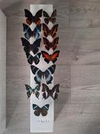 Geprepareerde Vlinders - Taxidermie, Verzamelen, Dierenverzamelingen, Ophalen of Verzenden, Nieuw, Insect, Opgezet dier