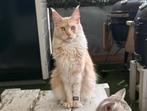 Prachtige Maine coon kater met stamboom, Dieren en Toebehoren, Katten en Kittens | Raskatten | Langhaar, Kater, Gechipt, 0 tot 2 jaar