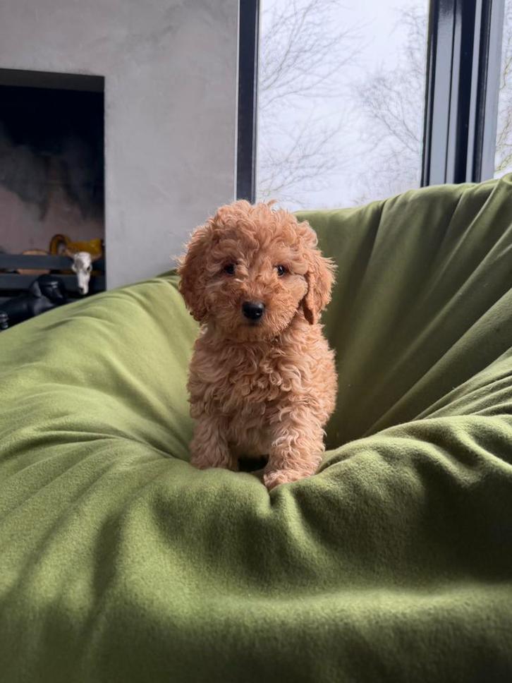 Mini Doodle (Labradoodle x Dwergpoedel) pups, Dieren en Toebehoren, Honden | Chihuahua's en Gezelschapshonden, Meerdere dieren