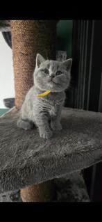 Britse korthaar kitten, Dieren en Toebehoren, Katten en Kittens | Raskatten | Korthaar, Poes, Ontwormd, 0 tot 2 jaar