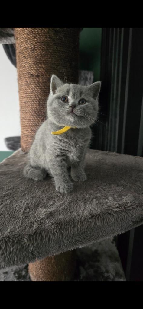 Britse korthaar kitten, Dieren en Toebehoren, Katten en Kittens | Raskatten | Korthaar, Poes, 0 tot 2 jaar, Ontwormd, Ingeënt