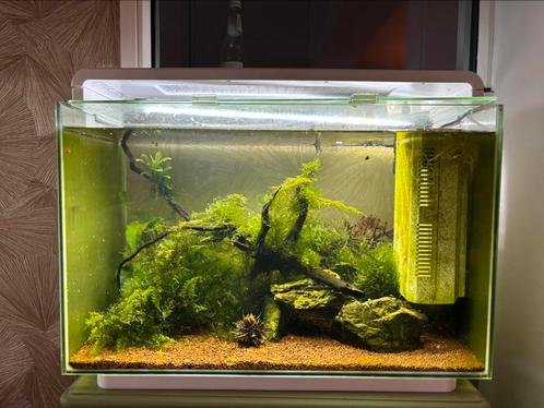 Aquarium superfish home 60, Dieren en Toebehoren, Vissen | Aquaria en Toebehoren, Zo goed als nieuw, Leeg aquarium, Ophalen