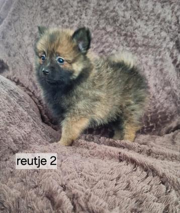 Mooie pomeriaan/dwergkees pups ook ,peach en merle kleur beschikbaar voor biedingen