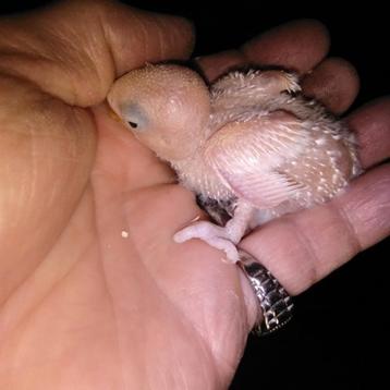 baby agapornissen om tam temaken  beschikbaar voor biedingen