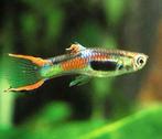 Volwassen Endler guppen, guppies, Dieren en Toebehoren, Vissen | Aquariumvissen, Vis, Zoetwatervis, Schoolvis