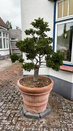 Chamaecyparis bonsaisnoei in Doppio pot @70cm, Halfschaduw, Overige soorten, Lente, 100 tot 250 cm